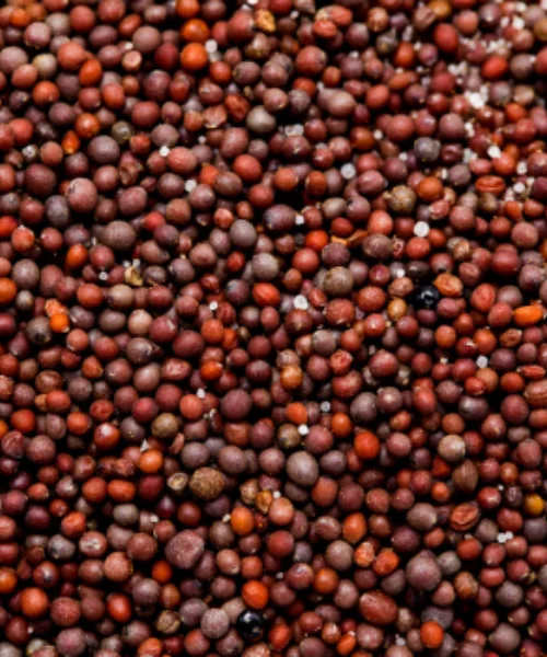 Canola Seed